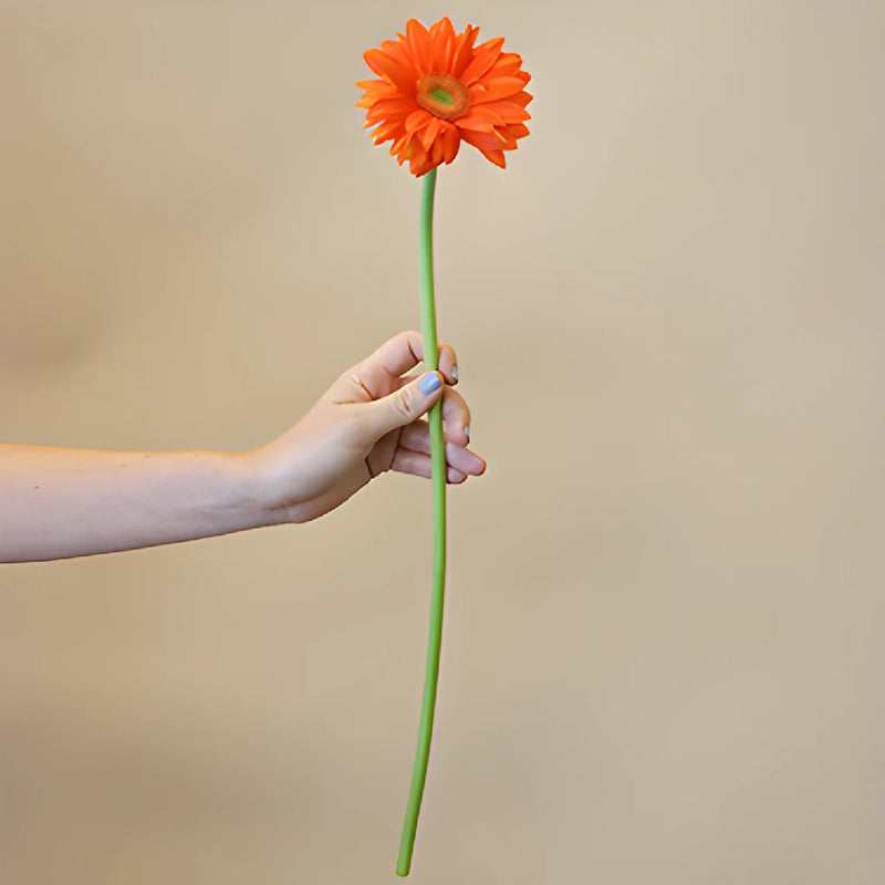 Gerbera Daisy Mandriana Orange Wholesale Flower Bunch in a hand