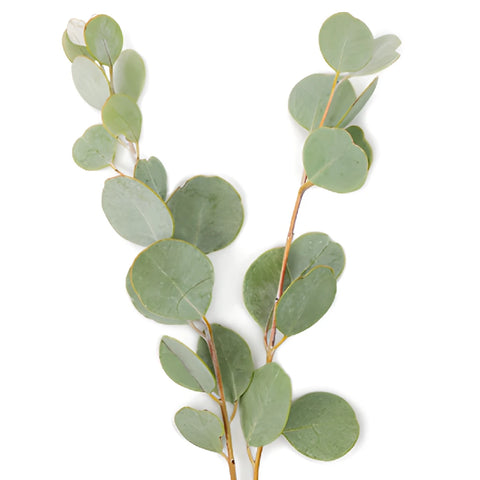 Gumdrop Eucalyptus Stem Up Close