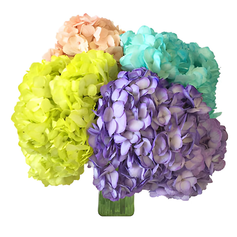 Assorted Enhanced Hydrangea Wholesale Flower Bunch in Hand