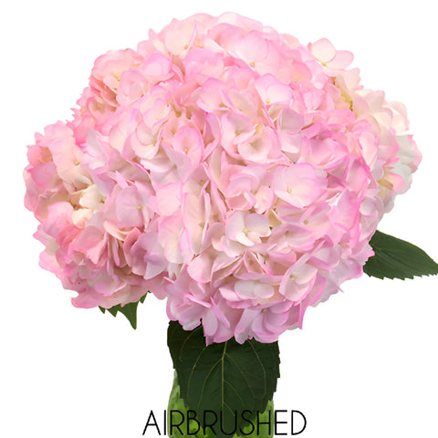 Blush Enhanced Hydrangea Wholesale Flower Bunch in a hand
