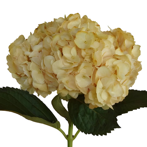 Bronze Yellow Enhanced Hydrangea Wholesale Flower in a Bunch