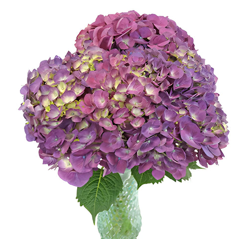 Burst of Purple Berry Hydrangea Wholesale Flower Bunch in a hand