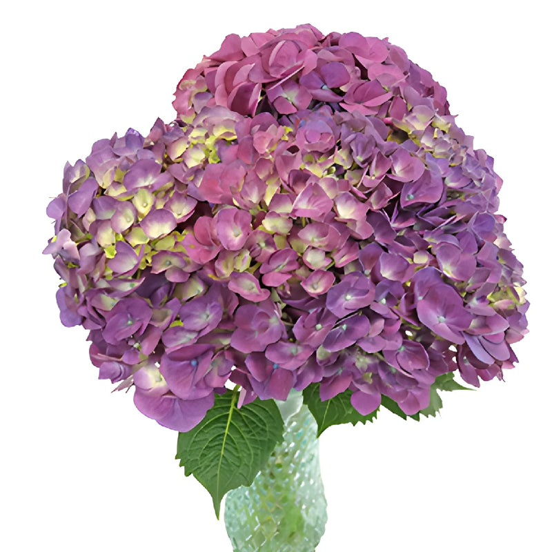 Burst of Purple Berry Hydrangea Wholesale Flower Bunch in a hand