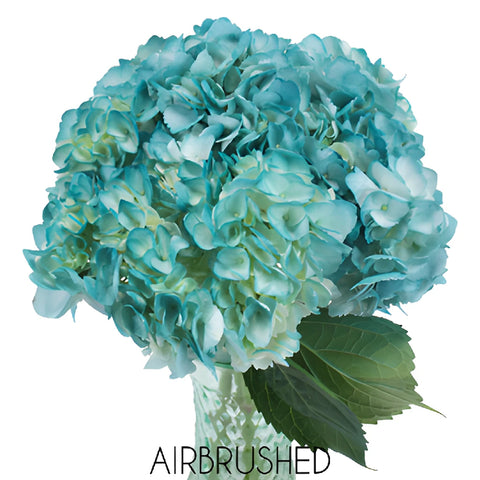Caribbean Blue Enhanced Hydrangea in a Vase