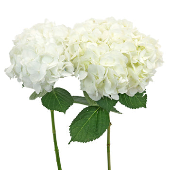 White Hydrangea Wholesale Flower Bunch in a Hand