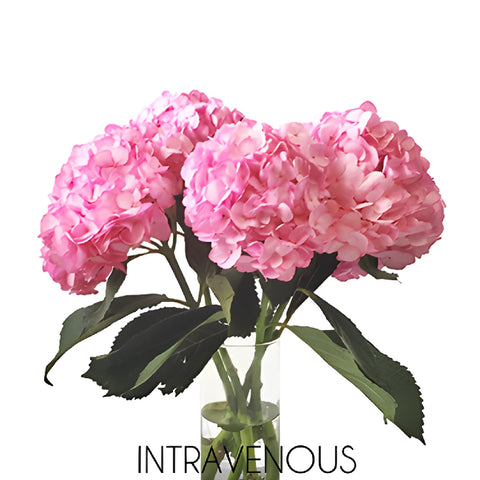Pink Enhanced Hydrangea Wholesale Flower Bunch