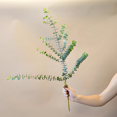 True Blue Eucalyptus Wholesale Greenery Stem In a Hand