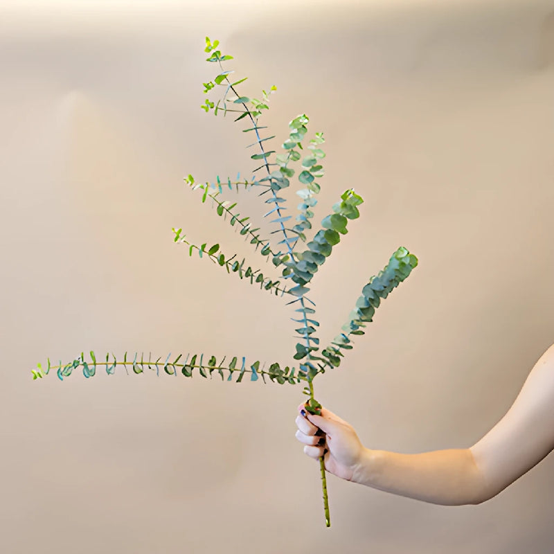 True Blue Eucalyptus Wholesale Greenery Stem In a Hand