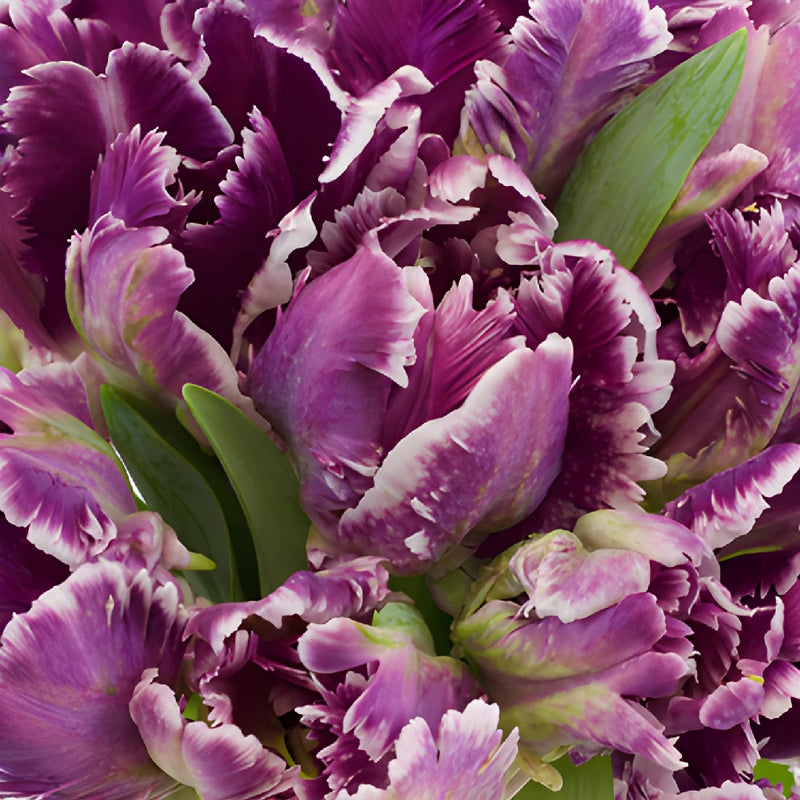 Mysterious Plum Parrot  Tulips Wholesale Flower Bunch