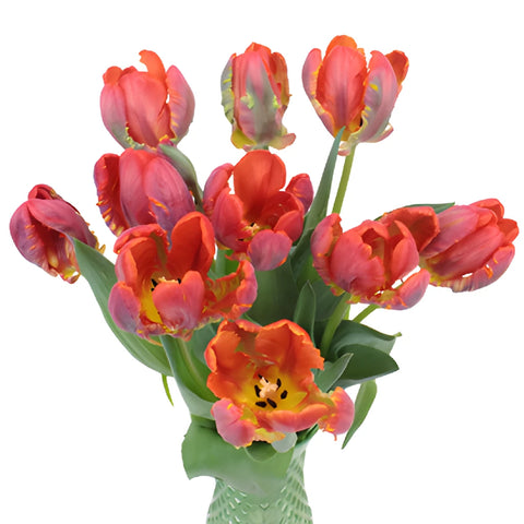 Roccoco Novelty Dark Red Tulip in a Bunch