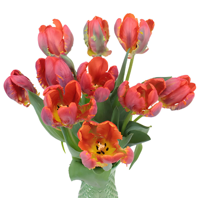 Roccoco Novelty Dark Red Tulip in a Bunch