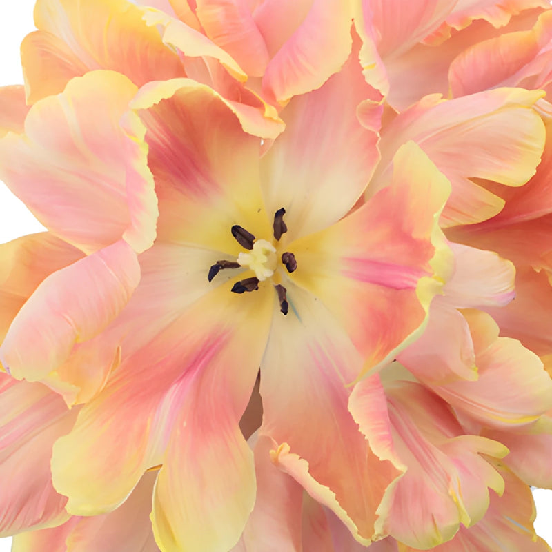 Salmon Peach Parrot Tulips Wholesale Flower Bunch