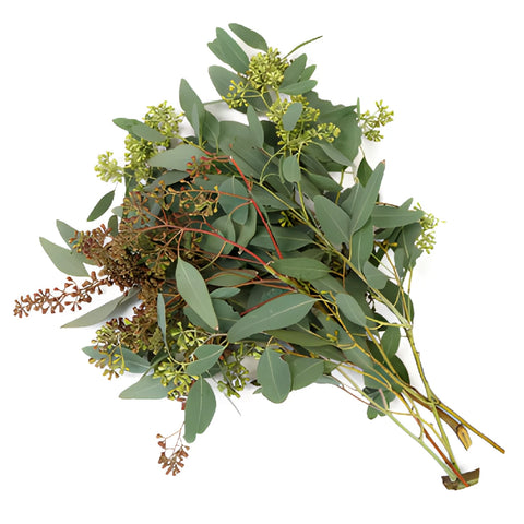 Willow Seeded Eucalyptus Wholesale Greenery In a Bunch