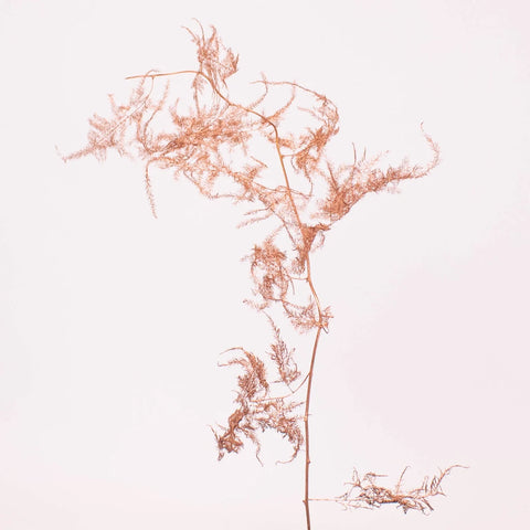 Asparagus Fern Copper Wholesale Greenery Stem