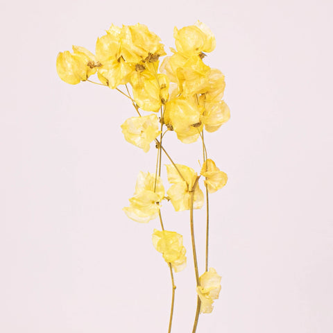 Bougainvillea Apricot Wholesale Flower Stem