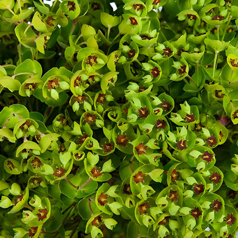 Wedding greenery dog eye euphorbia filler flowers sold near me