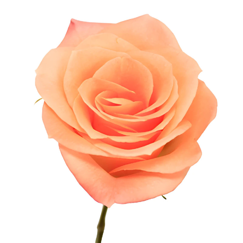 Tangerine Sunrise Sweetheart Roses