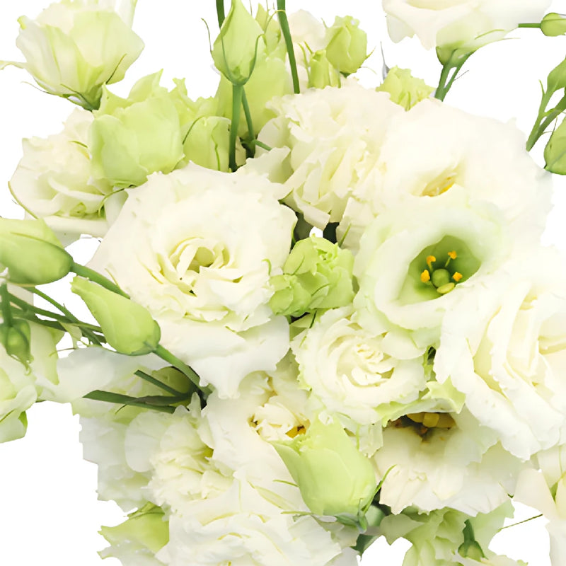 Double Alissa White Lisianthus Wholesale Flower Upclose