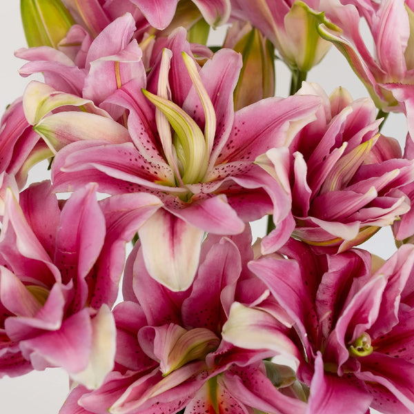 double flower lily Buy Wholesale Double Bloom Watermelon Lily in Bulk