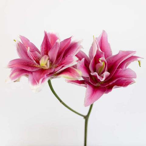 Double Bloom Watermelon Lily Stem - Image