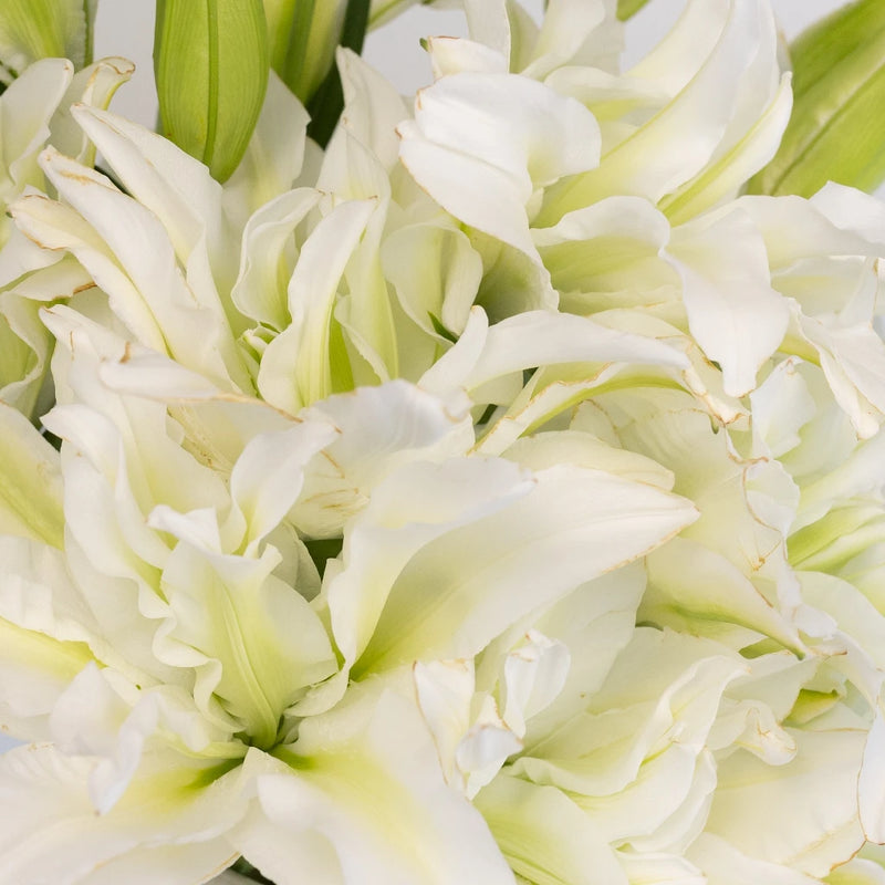 Double Bloom White Lily Close Up - Image