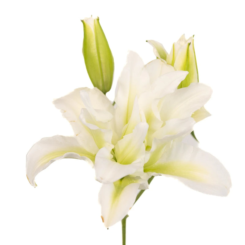 Double Bloom White Lily Stem - Image