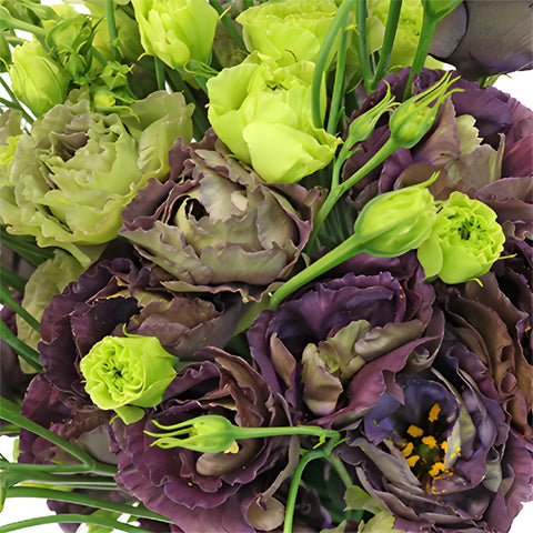 Double Rosanne Black Pearl Wholesale Flower Upclose