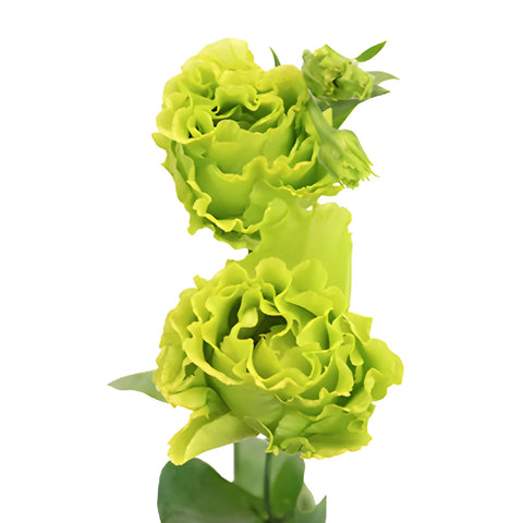 Double Rosanne Green Lisianthus Wholesale Flower Bloom