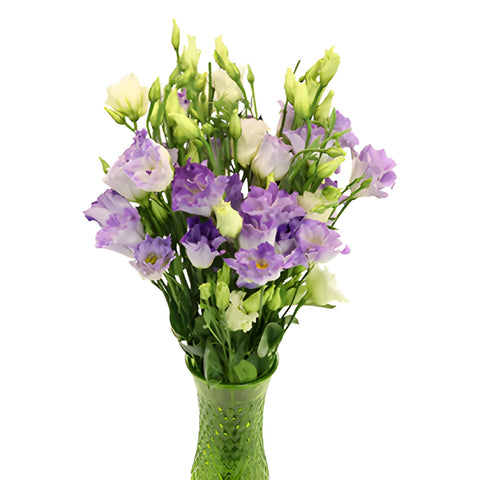 Hues of Lavender Lisianthus Flower