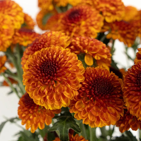 Draco Close Up - Image