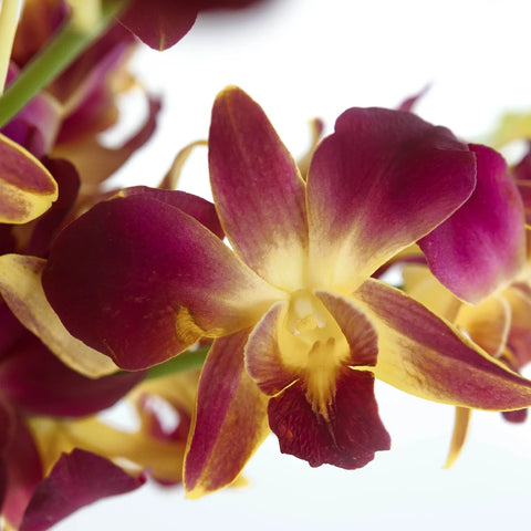 Dragonfruit Dendrobium Orchids Close Up - Image