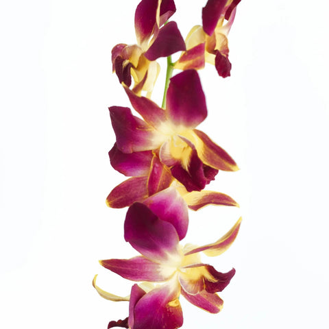 Dragonfruit Dendrobium Orchids Stem - Image