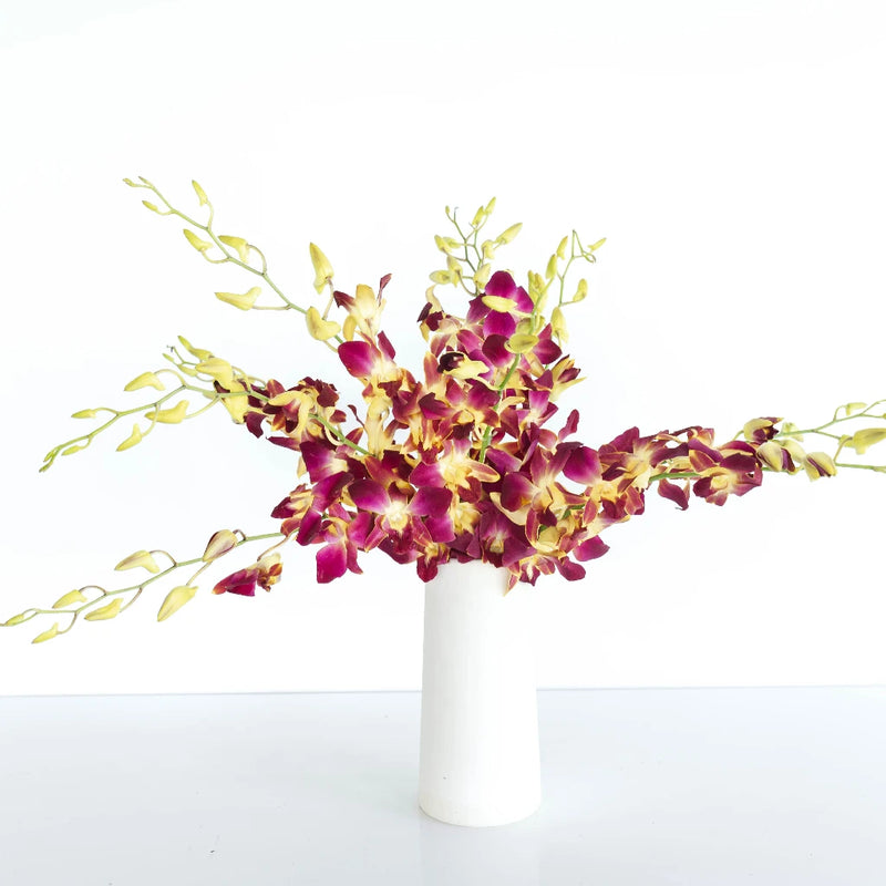Dragonfruit Dendrobium Orchids Vase - Image