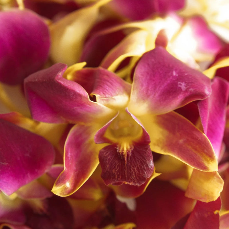 Dragonfruit Loose Orchid Blooms Close Up - Image