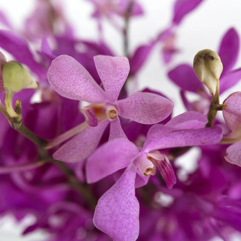 Dramatic Pink Mokara Orchid Close Up - Image