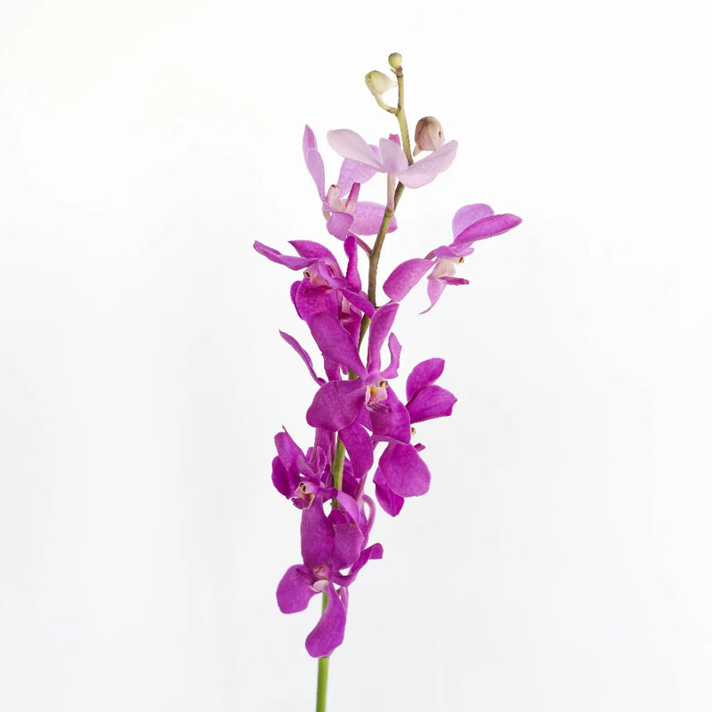 Dramatic Pink Mokara Orchid Stem - Image