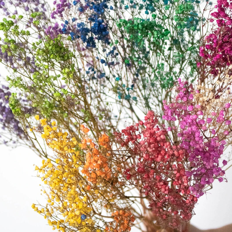 Dried Baby's Breath Flower Assorted Colors Close Up - Image