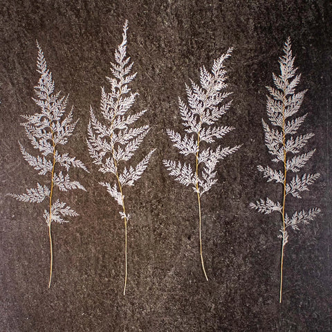 Dried Bleached Lace Fern Stem