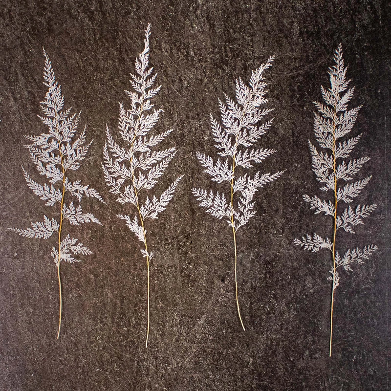 Dried Bleached Lace Fern Stem