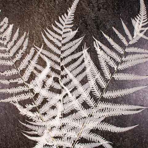 Dried Bleached Long Fern Flower Up Close