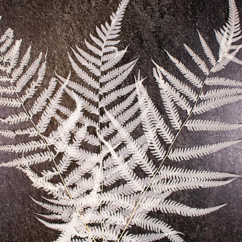 Dried Bleached Long Fern Flower Up Close