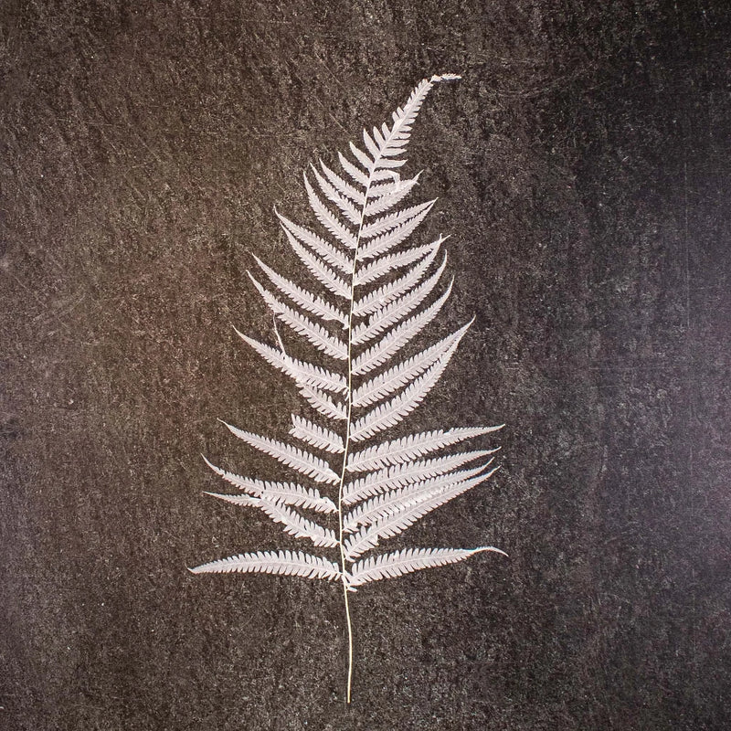 Dried Bleached Long Fern Stem
