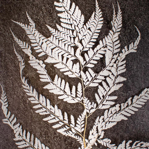 Dried Bleached Mini Fern Flower Up Close