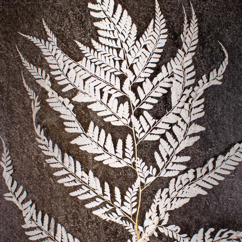 Dried Bleached Mini Fern Flower Up Close