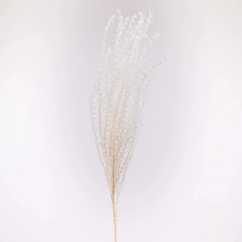 Dried Bleached Miscanthus Flower Stem