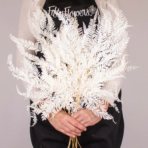 Dried Bleached Mountain Fern Bunch in Hand