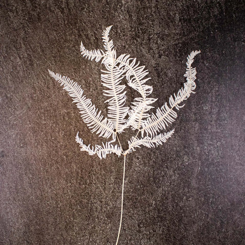 Dried Bleached Mountain Fern Flower Stem