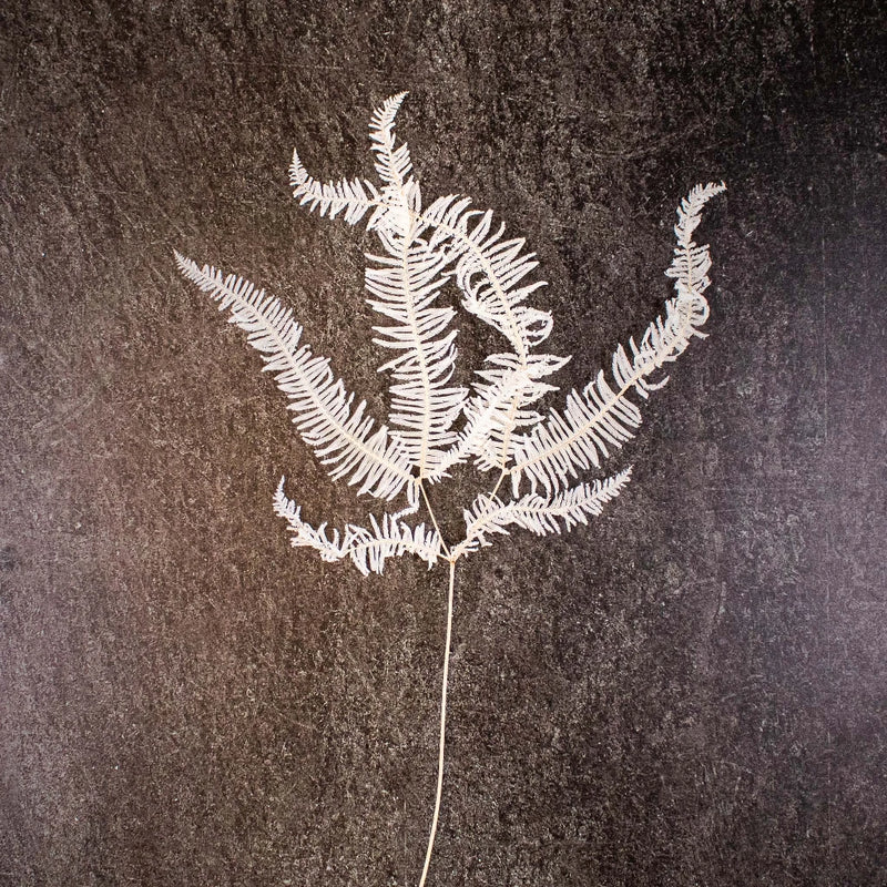 Dried Bleached Mountain Fern Flower Stem