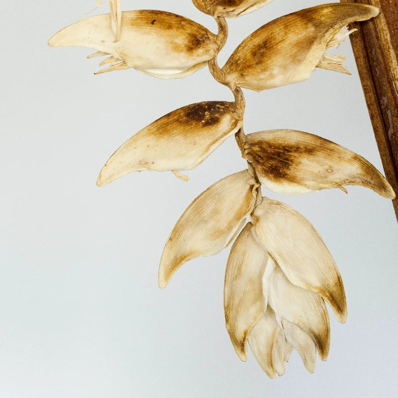 Dried Heliconia Flowers Stem - Image