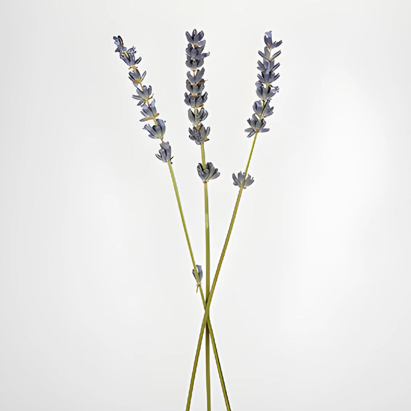 Dried Lavender Bulk Bunches